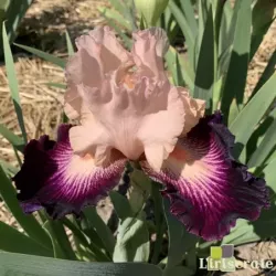 IRIS CAPE ROYALE - L'iriseraie - KUTTOLSHEIM ALSACE FRANCE