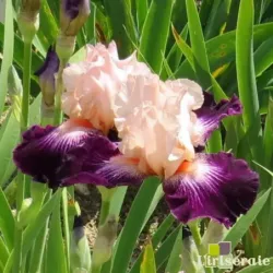 IRIS CAPE ROYALE - L'iriseraie - KUTTOLSHEIM ALSACE FRANCE
