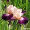 IRIS CAPE ROYALE - L'iriseraie - KUTTOLSHEIM ALSACE FRANCE