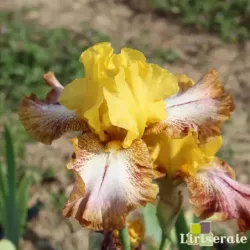 IRIS CARAMBA - L'iriseraie - KUTTOLSHEIM ALSACE FRANCE