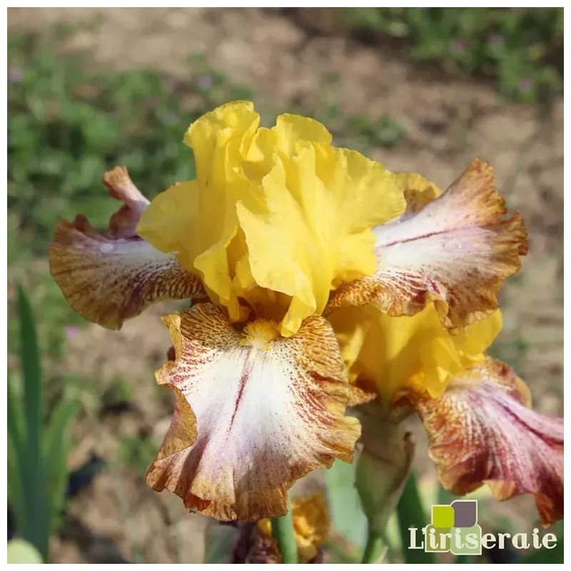 IRIS CARAMBA - L'iriseraie - KUTTOLSHEIM ALSACE FRANCE