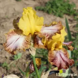 IRIS CARAMBA - L'iriseraie - KUTTOLSHEIM ALSACE FRANCE