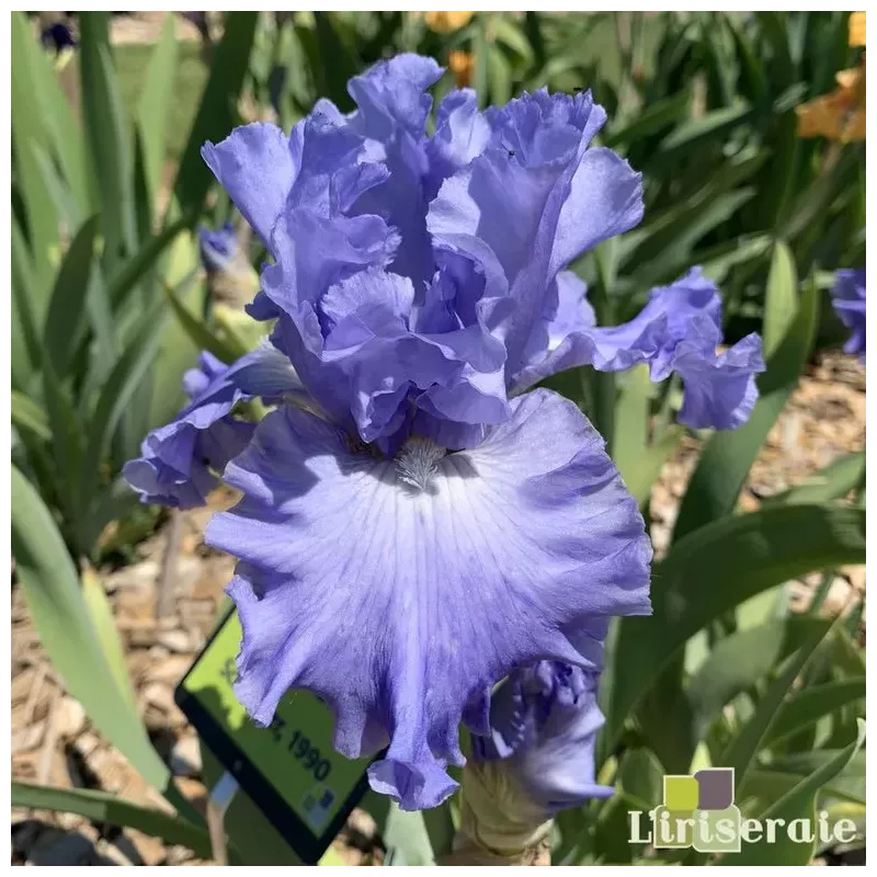 IRIS CARIBBEAN DREAM - L'iriseraie - KUTTOLSHEIM ALSACE FRANCE