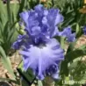 IRIS CARIBBEAN DREAM - L'iriseraie - KUTTOLSHEIM ALSACE FRANCE
