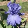 IRIS CARIBBEAN DREAM - L'iriseraie - KUTTOLSHEIM ALSACE FRANCE