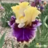 IRIS CARNIVAL CAPERS - L'iriseraie - KUTTOLSHEIM ALSACE FRANCE