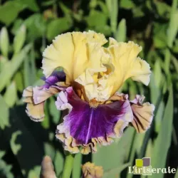 IRIS CARNIVAL CAPERS - L'iriseraie - KUTTOLSHEIM ALSACE FRANCE