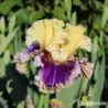 IRIS CARNIVAL CAPERS - L'iriseraie - KUTTOLSHEIM ALSACE FRANCE