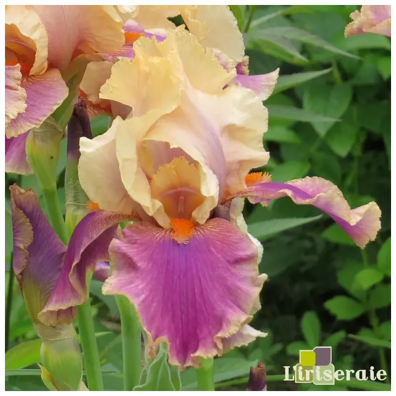 IRIS COLETTE THURILLET - L'iriseraie - KUTTOLSHEIM ALSACE FRANCE
