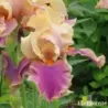 IRIS COLETTE THURILLET - L'iriseraie - KUTTOLSHEIM ALSACE FRANCE