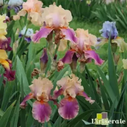 IRIS COLETTE THURILLET - L'iriseraie - KUTTOLSHEIM ALSACE FRANCE
