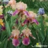 IRIS COLETTE THURILLET - L'iriseraie - KUTTOLSHEIM ALSACE FRANCE