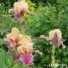 IRIS COLETTE THURILLET - L'iriseraie - KUTTOLSHEIM ALSACE FRANCE