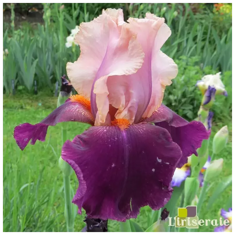 IRIS COLOR SPLASH - L'iriseraie - KUTTOLSHEIM ALSACE FRANCE