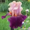 IRIS COLOR SPLASH - L'iriseraie - KUTTOLSHEIM ALSACE FRANCE