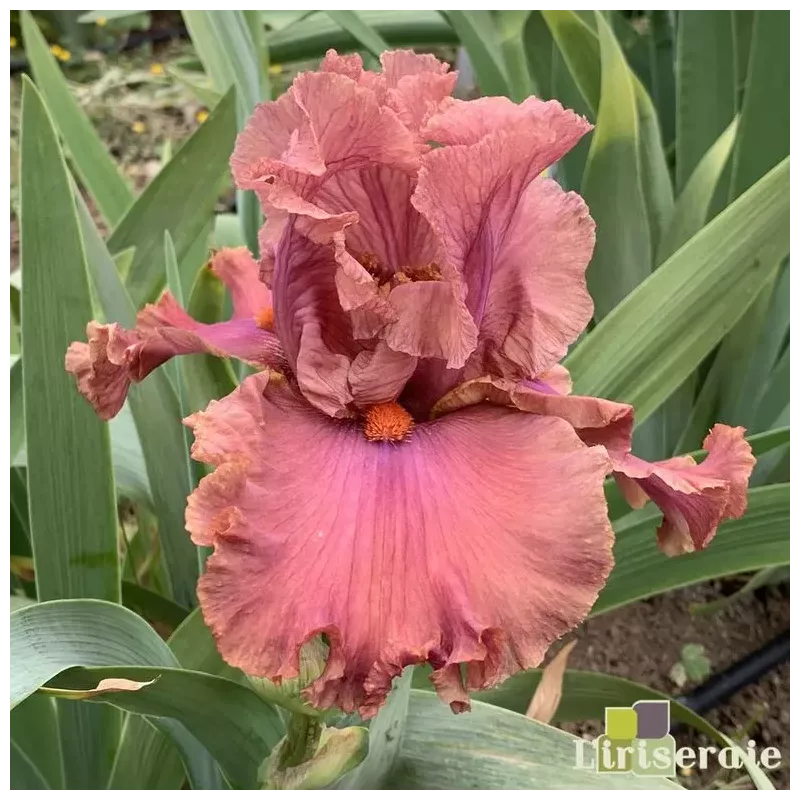IRIS COPPER CLOUDS - L'iriseraie - KUTTOLSHEIM ALSACE FRANCE
