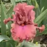 IRIS COPPER CLOUDS - L'iriseraie - KUTTOLSHEIM ALSACE FRANCE