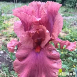 IRIS COPPER CLOUDS - L'iriseraie - KUTTOLSHEIM ALSACE FRANCE