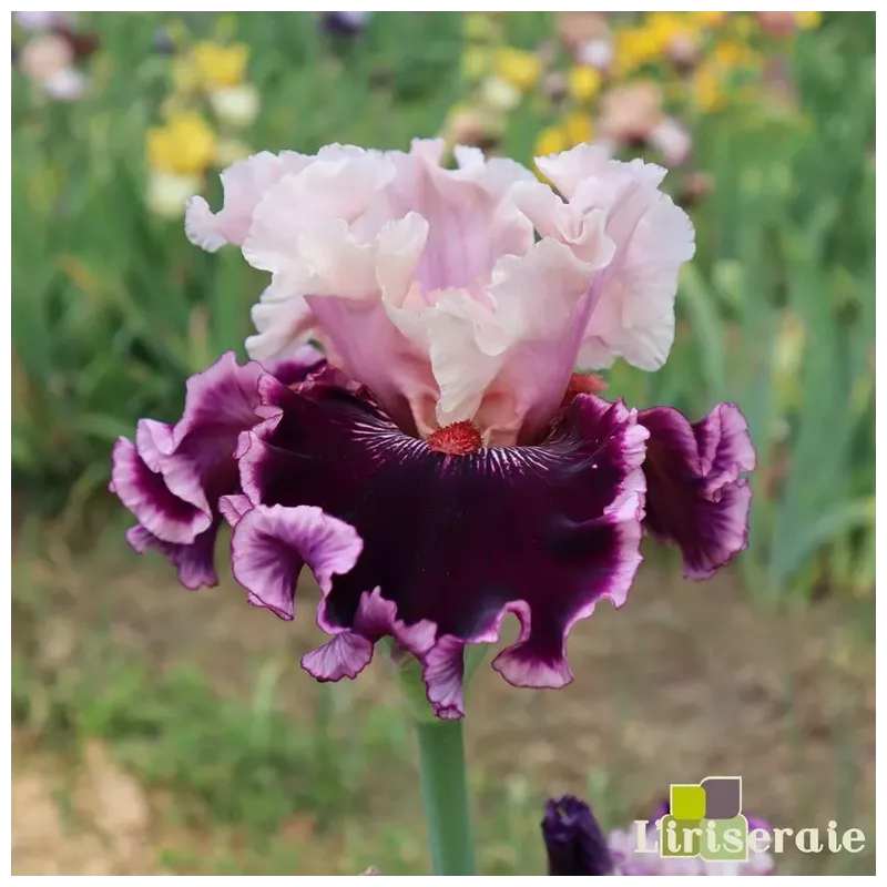 IRIS COUNTESS - L'iriseraie - KUTTOLSHEIM ALSACE FRANCE