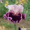 IRIS COUNTESS - L'iriseraie - KUTTOLSHEIM ALSACE FRANCE