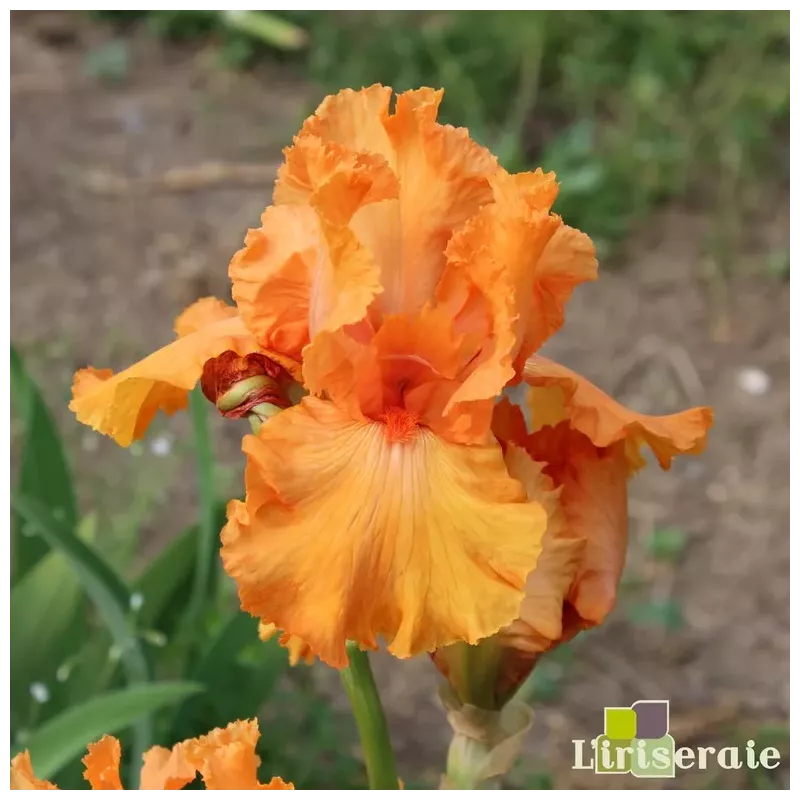 IRIS COUP DE SOLEIL - L'iriseraie - KUTTOLSHEIM ALSACE FRANCE IRIS COUP DE SOLEIL - L'iriseraie - KUTTOLSHEIM ALSACE FRANCE