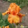 IRIS COUP DE SOLEIL - L'iriseraie - KUTTOLSHEIM ALSACE FRANCE