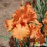 IRIS COUP DE SOLEIL - L'iriseraie - KUTTOLSHEIM ALSACE FRANCE