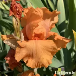 IRIS COUP DE SOLEIL - L'iriseraie - KUTTOLSHEIM ALSACE FRANCE