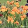 IRIS COUP DE SOLEIL - L'iriseraie - KUTTOLSHEIM ALSACE FRANCE