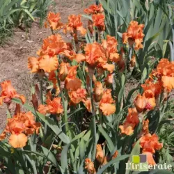 IRIS COUP DE SOLEIL - L'iriseraie - KUTTOLSHEIM ALSACE FRANCE