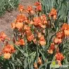 IRIS COUP DE SOLEIL - L'iriseraie - KUTTOLSHEIM ALSACE FRANCE