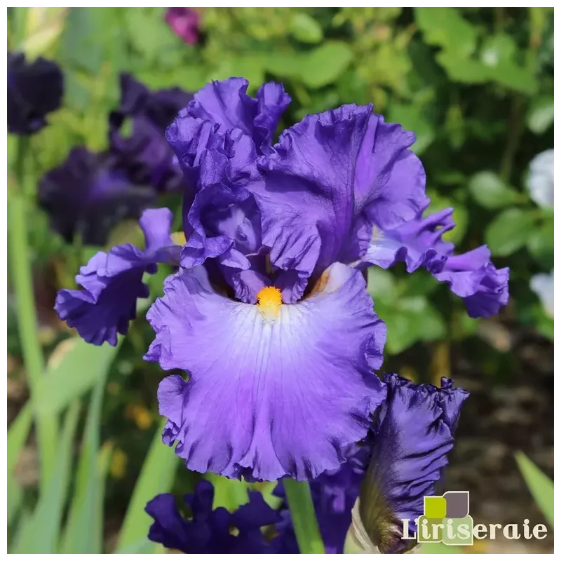 IRIS CHAPITEAU - L'iriseraie - KUTTOLSHEIM ALSACE FRANCE