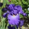 IRIS CHAPITEAU - L'iriseraie - KUTTOLSHEIM ALSACE FRANCE