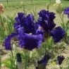 IRIS CHAPITEAU - L'iriseraie - KUTTOLSHEIM ALSACE FRANCE