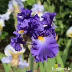 IRIS CHAPITEAU - L'iriseraie - KUTTOLSHEIM ALSACE FRANCE