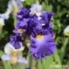 IRIS CHAPITEAU - L'iriseraie - KUTTOLSHEIM ALSACE FRANCE