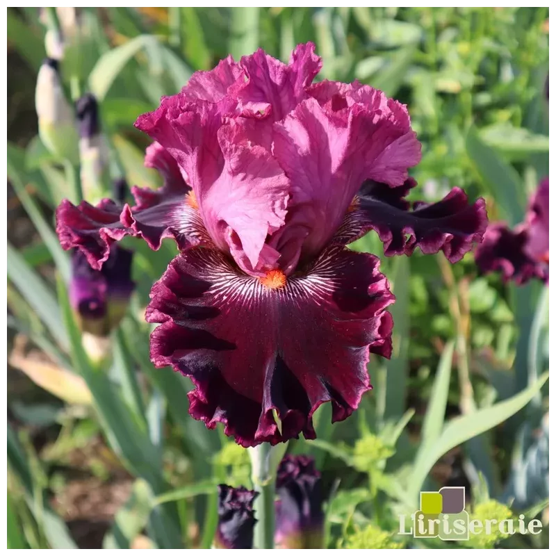 IRIS FASHION DIVA - L'iriseraie - KUTTOLSHEIM ALSACE FRANCE