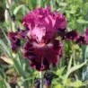 IRIS FASHION DIVA - L'iriseraie - KUTTOLSHEIM ALSACE FRANCE