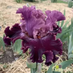 IRIS FASHION DIVA - L'iriseraie - KUTTOLSHEIM ALSACE FRANCE