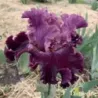 IRIS FASHION DIVA - L'iriseraie - KUTTOLSHEIM ALSACE FRANCE