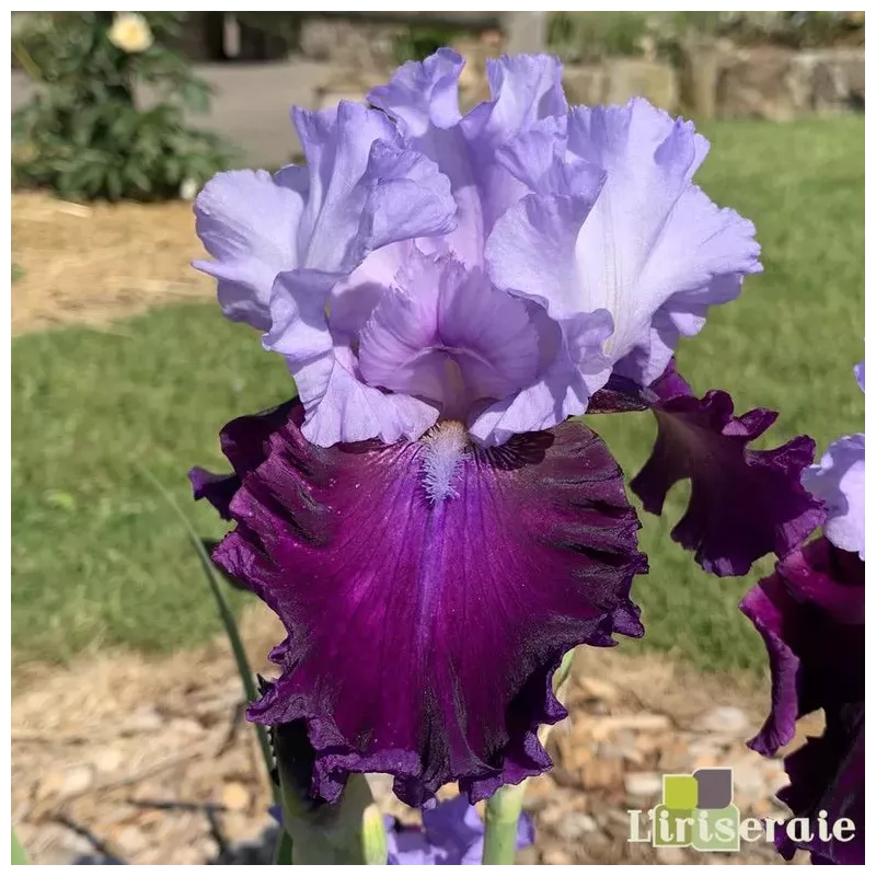 IRIS FIT FOR A KING - L'iriseraie - KUTTOLSHEIM ALSACE FRANCE