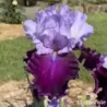 IRIS FIT FOR A KING - L'iriseraie - KUTTOLSHEIM ALSACE FRANCE