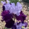 IRIS FIT FOR A KING - L'iriseraie - KUTTOLSHEIM ALSACE FRANCE