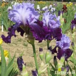 IRIS FIT FOR A KING - L'iriseraie - KUTTOLSHEIM ALSACE FRANCE