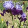 IRIS FIT FOR A KING - L'iriseraie - KUTTOLSHEIM ALSACE FRANCE