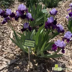 IRIS FIT FOR A KING - L'iriseraie - KUTTOLSHEIM ALSACE FRANCE
