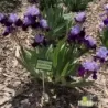 IRIS FIT FOR A KING - L'iriseraie - KUTTOLSHEIM ALSACE FRANCE