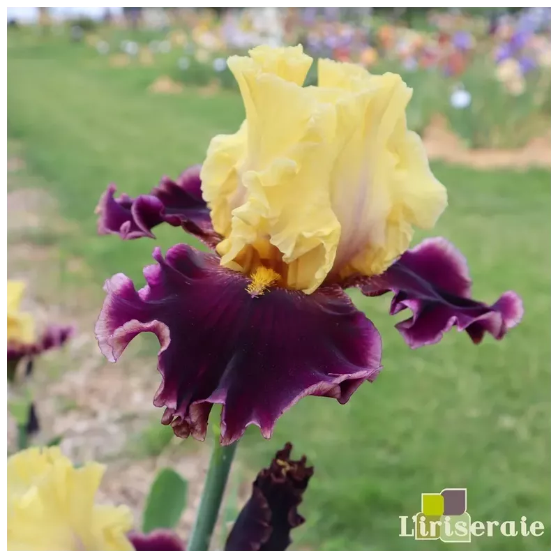 IRIS FOOTBALL HERO - L'iriseraie - KUTTOLSHEIM ALSACE FRANCE