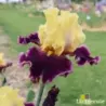 IRIS FOOTBALL HERO - L'iriseraie - KUTTOLSHEIM ALSACE FRANCE