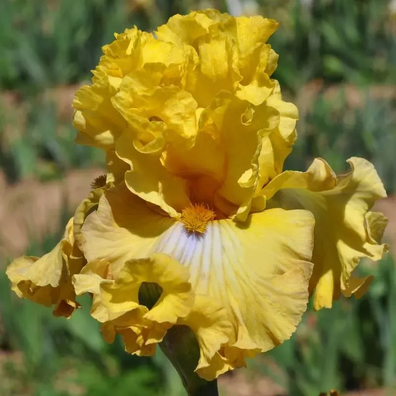IRIS FRILLED TO BITS - L'iriseraie - KUTTOLSHEIM ALSACE FRANCE IRIS FRILLED TO BITS - L'iriseraie - KUTTOLSHEIM ALSACE FRANCE
